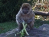 Alsace2008_12